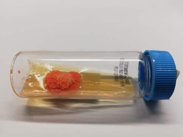 Культура дрожжеподобных грибов рода Rhodotorula