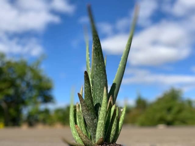 Алоэ вера (Aloe vera)