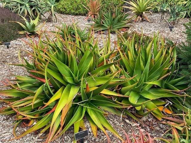 Алоэ Уилсона (Aloe wilsonii, Ботанический сад Окленда)