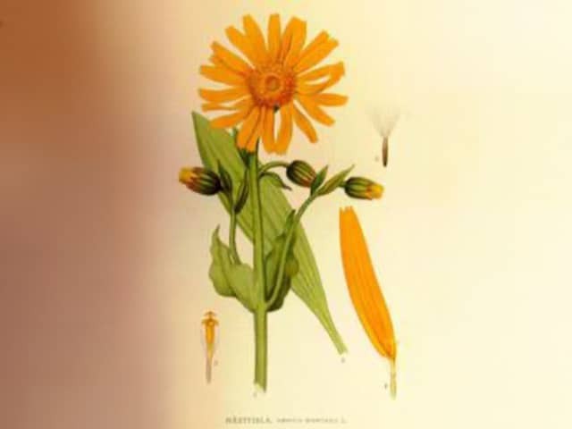 Арника (Arnica montana)