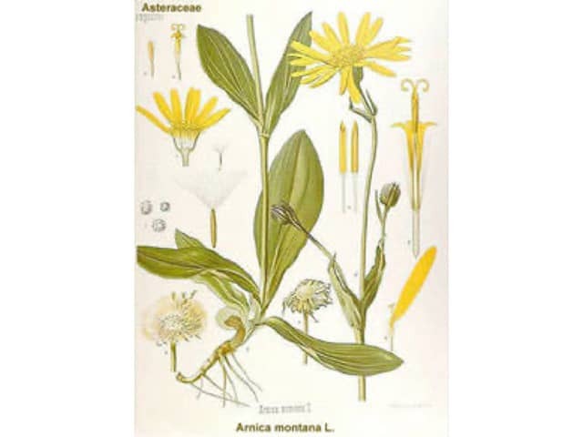 Арника (Arnica montana)