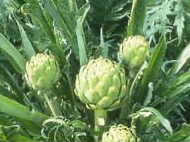 Артишок колючий (Cynara scolymus)