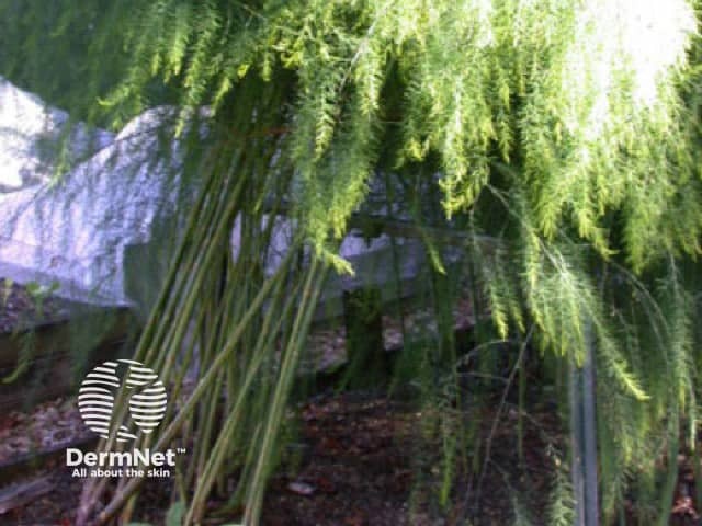 Молодые побеги спаржи (Asparagus officinalis)