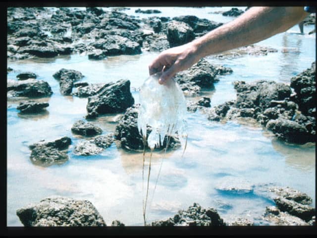 Chironex fleckeri (морская оса)