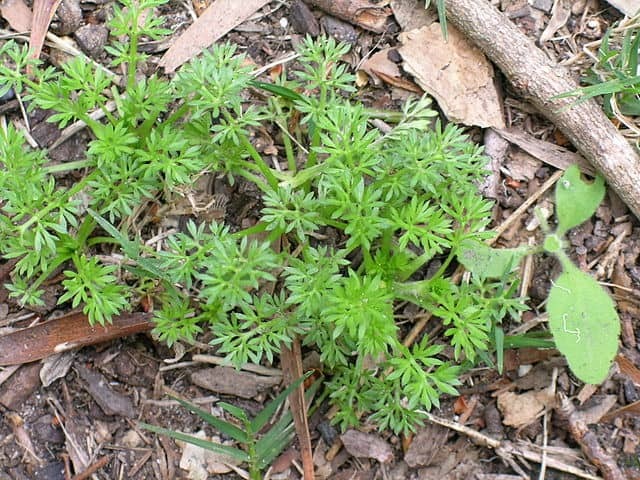 Растение Soliva sessilis (солива сидячая)