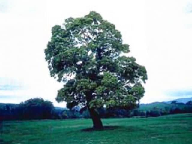 Австралийское черное дерево (Acacia melanoxylon)