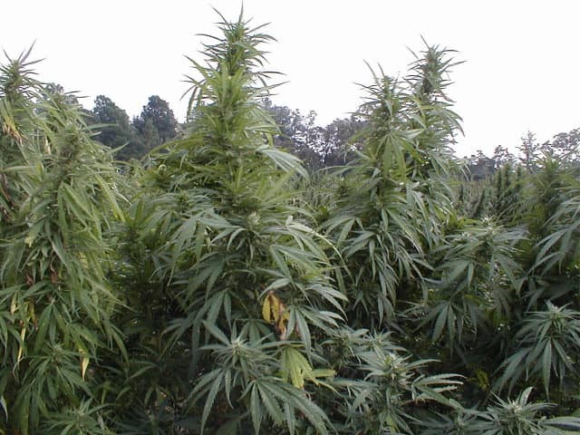 Конопля посевная (Cannabis sativa)