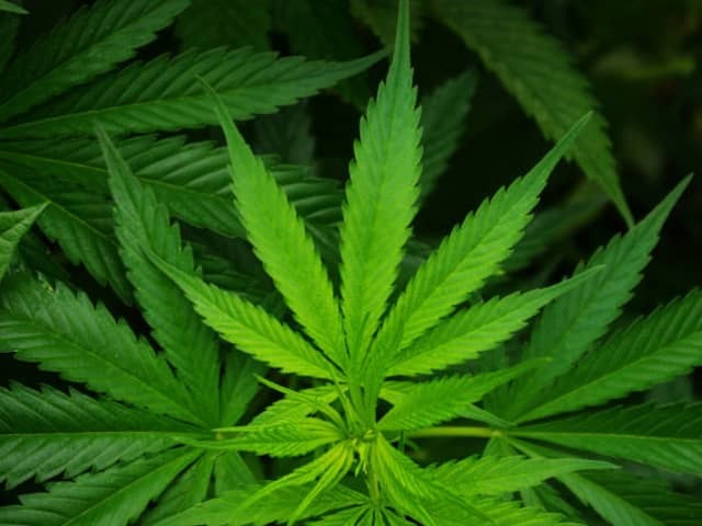 Конопля посевная (Cannabis sativa)