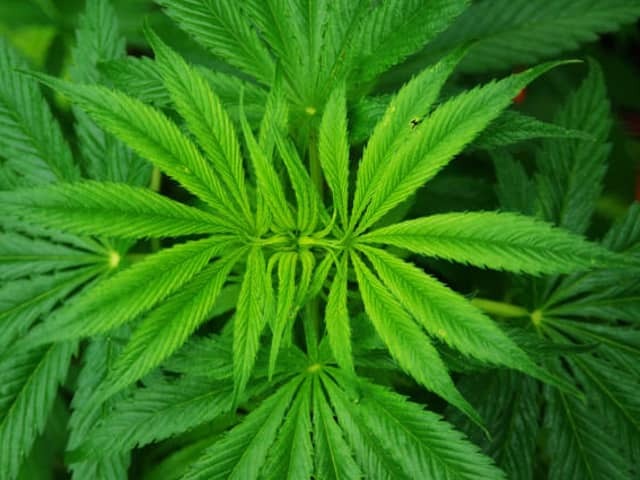 Конопля посевная (Cannabis sativa)