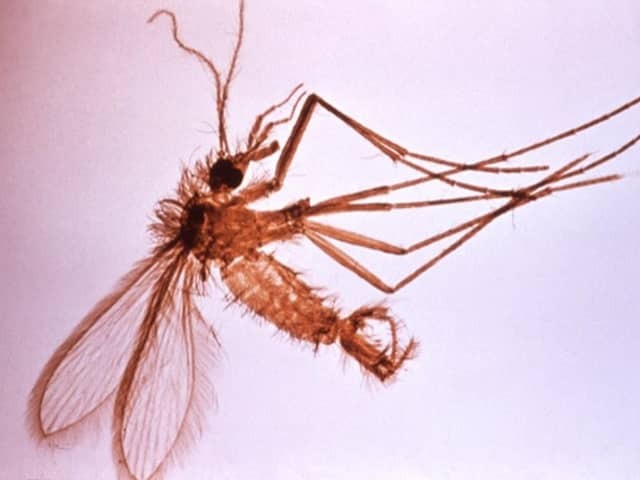 Москит рода Phlebotomus