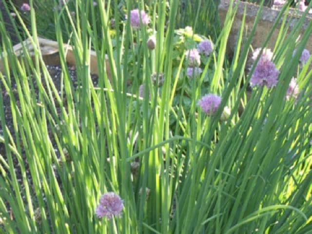 Шнитт-лук (Allium schoenoprasum)
