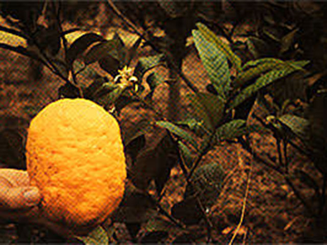 Цитрон (Citrus medica)