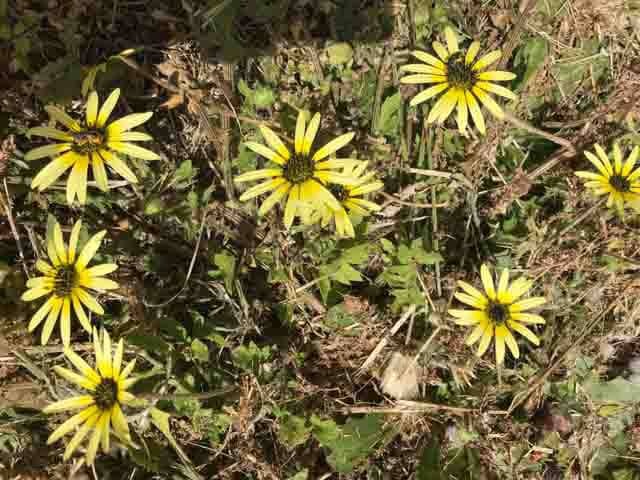 Представитель семейства сложноцветных (Asteraceae)