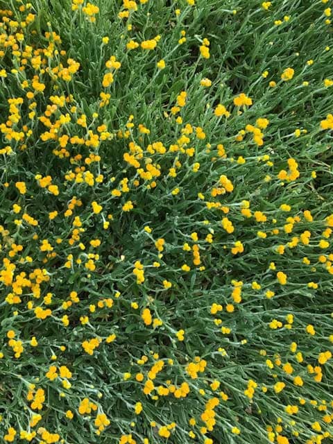 Желтые пуговки: Chrysocephalum apiculatum