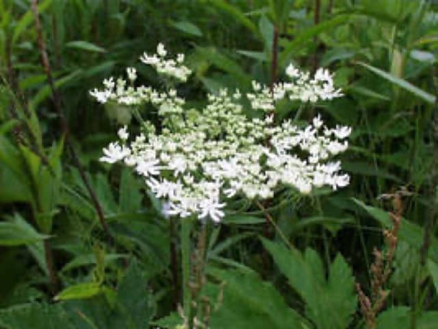 Борщевик обыкновенный (Heracleum sphondylium)