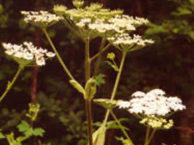 Борщевик обыкновенный (Heracleum sphondylium)