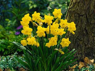 Нарцисс (Narcissus pseudonarcissus)