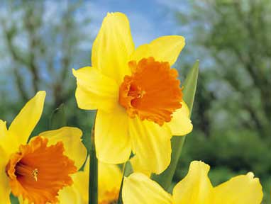 Цветки нарцисса (Narcissus)