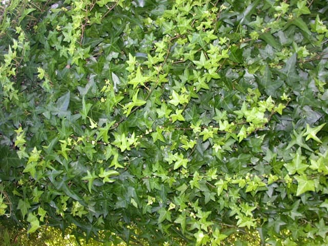 Плющ обыкновенный (Hedera helix)