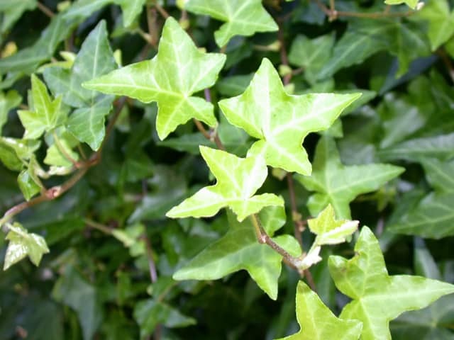 Плющ обыкновенный (Hedera helix)