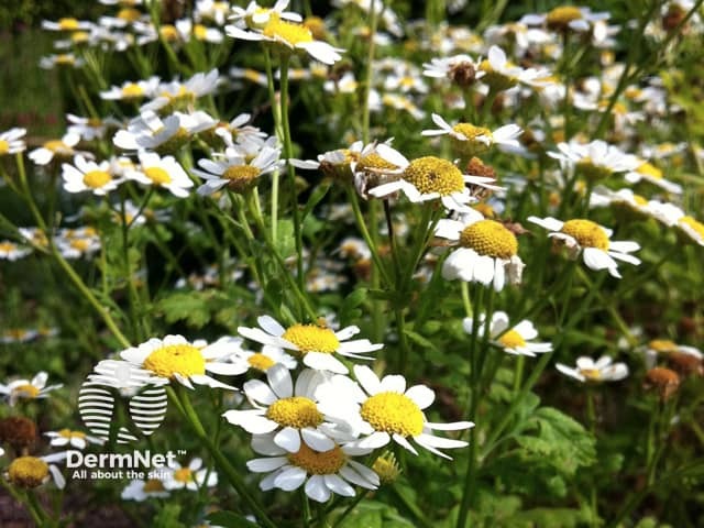 Пижма девичья (Tanacetum parthenium)