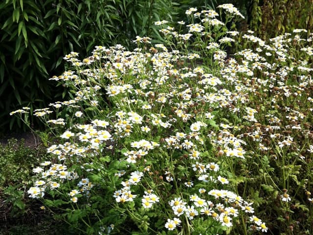 Пижма девичья (Tanacetum parthenium)
