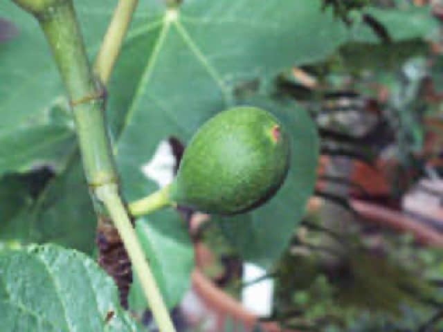 Инжир (Ficus carica)