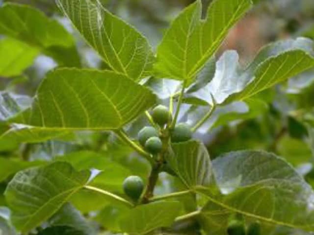 Листья и незрелые плоды инжира (Ficus carica)