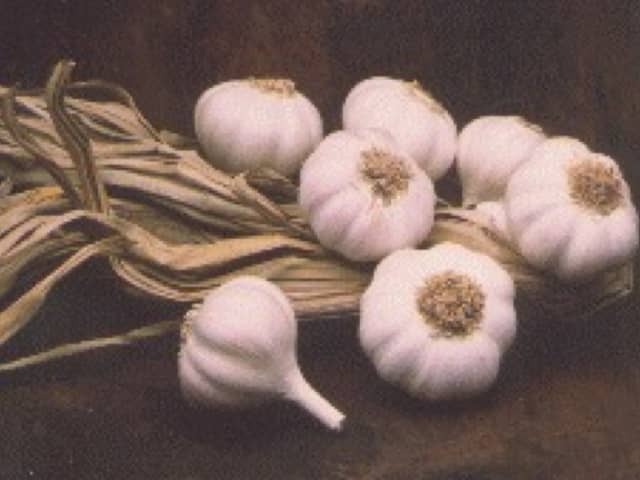 Чеснок (Allium sativum)