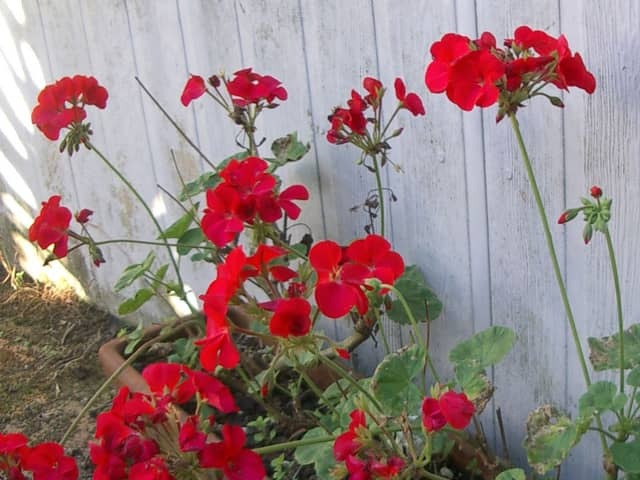 Герань (Pelargonium graveolens)