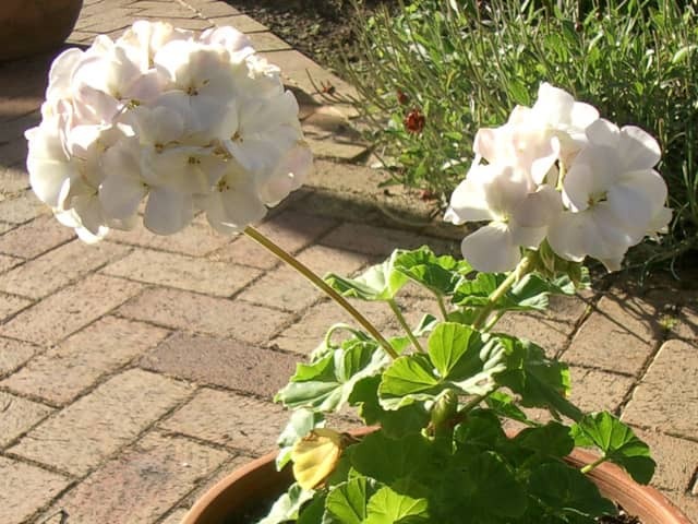 Герань (пеларгония душистая, Pelargonium graveolens)
