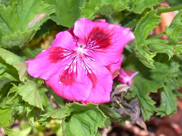 Листья и соцветия герани (Pelargonium graveolens)