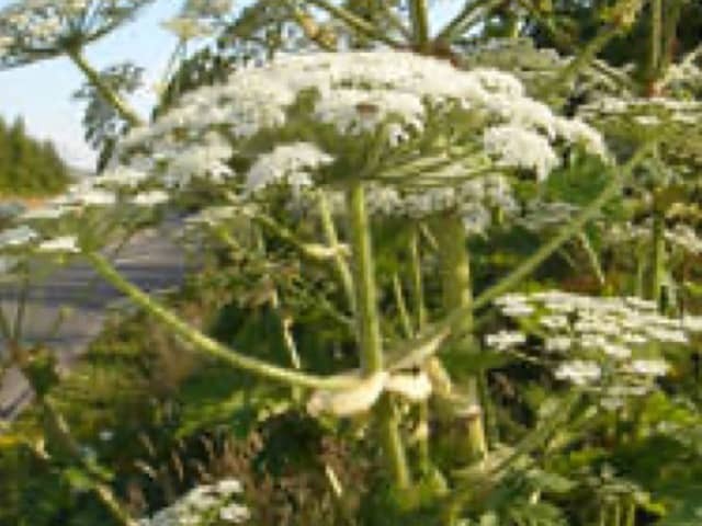Борщевик Мантегацци (Heracleum mantegazzianum)