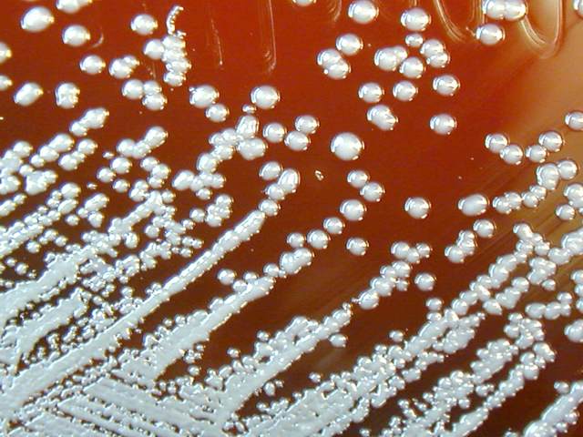 Культура бактерии Burkholderia mallei