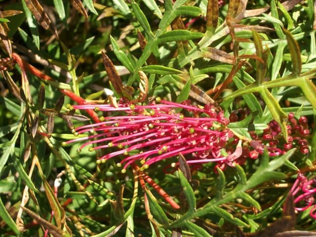 Гревиллея Бэнкса (Grevillea banksii)
