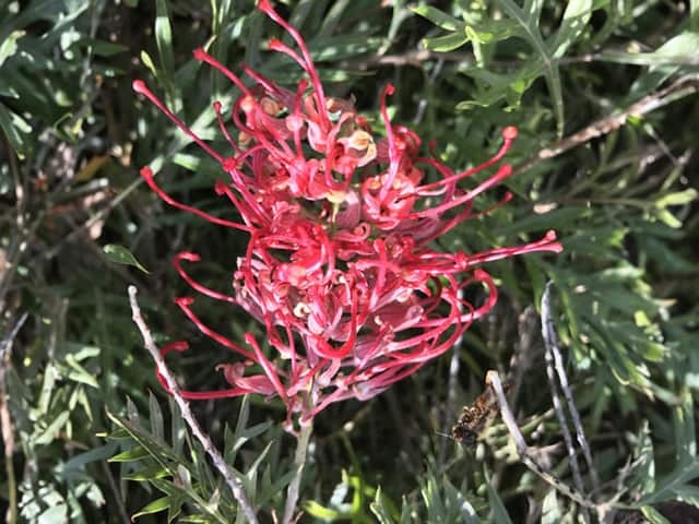 Гревиллея культивар «Робин Гордон» (Grevillea 'Robyn Gordon')