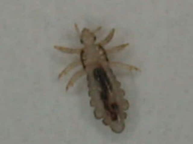 Головная вошь (Pediculus humanus capitis)