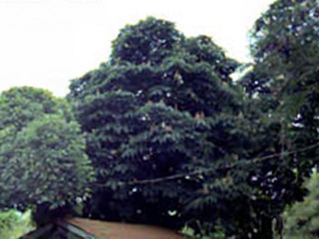 Конский каштан обыкновенный (Aesculus hippocastanum)