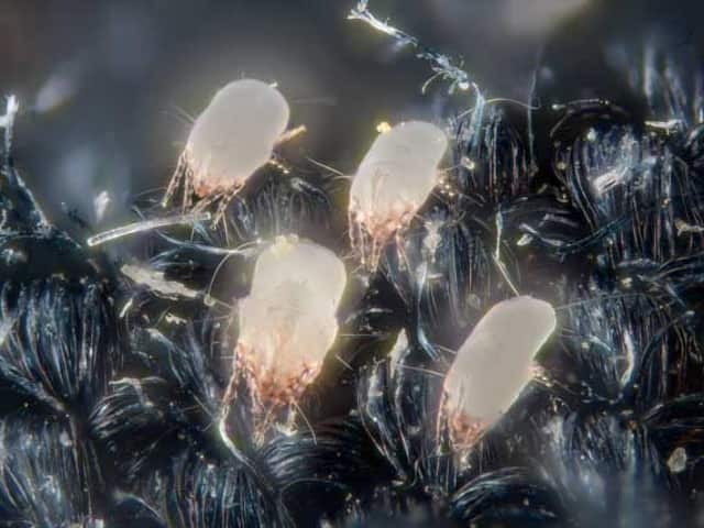 Клещ домашней пыли — Dermatophagoides pteronyssinus