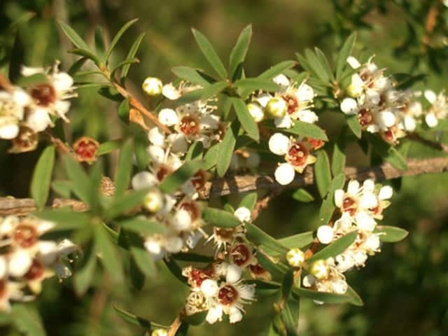 Канука (Kunzea ericoides)