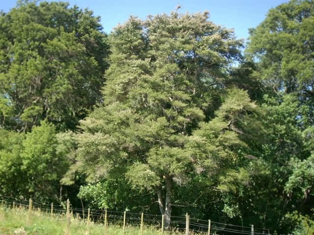 Канука (Kunzea ericoides)