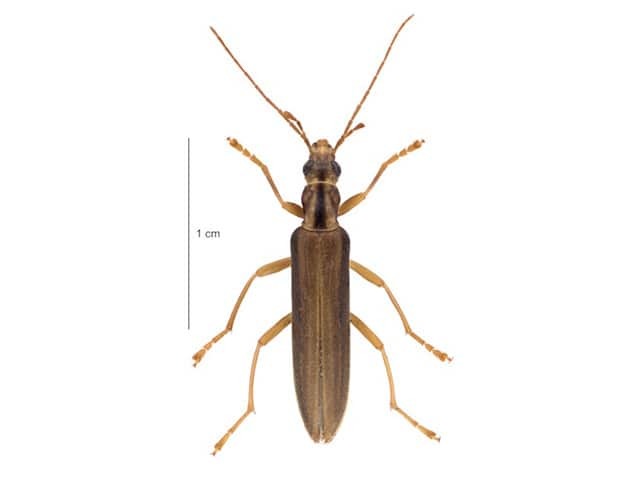 Жук-узконадкрылка (Lax beetle)