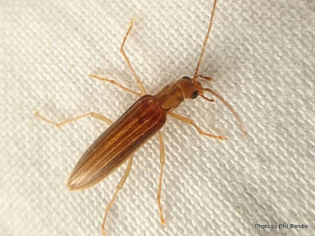 Жук-узконадкрылка (Lax beetle)