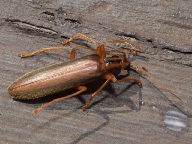 Жук-узконадкрылка (Lax beetle)