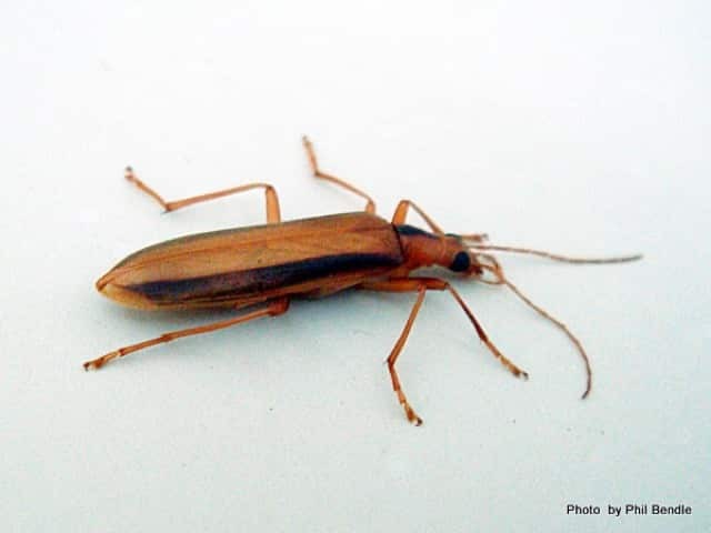 Жук-узконадкрылка (Lax beetle)