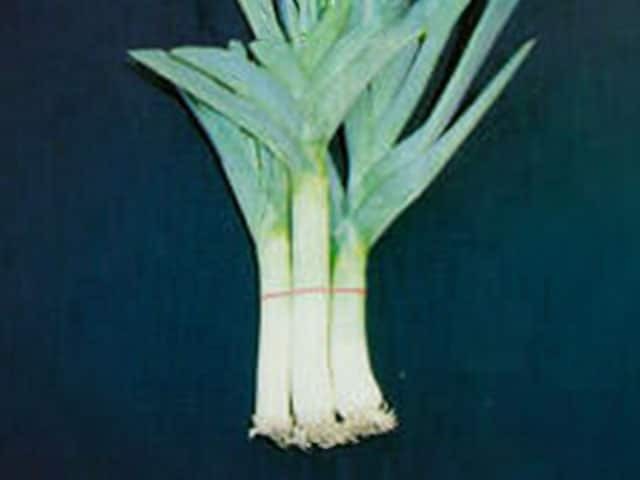 Лук-порей (Allium porrum)