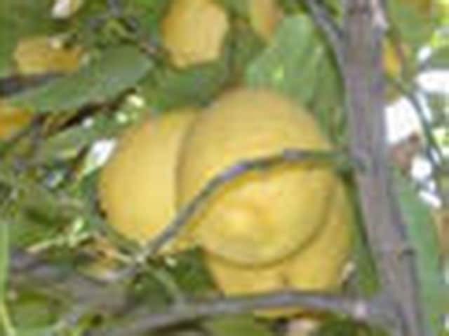 Лимон (Citrus limon)