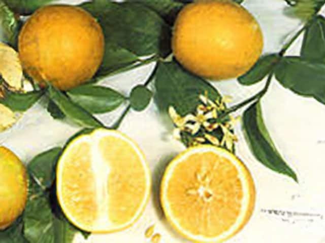 Лимон (Citrus limon)