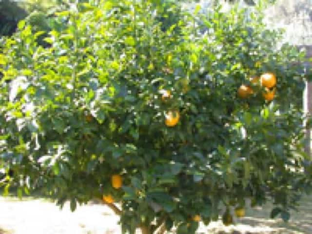 Лимон (Citrus limon)