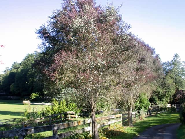 Манука (Leptospermum scoparium)